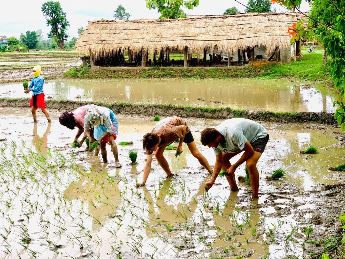 Bardia Eco Friendly Homestay Bardiya Экстерьер фото