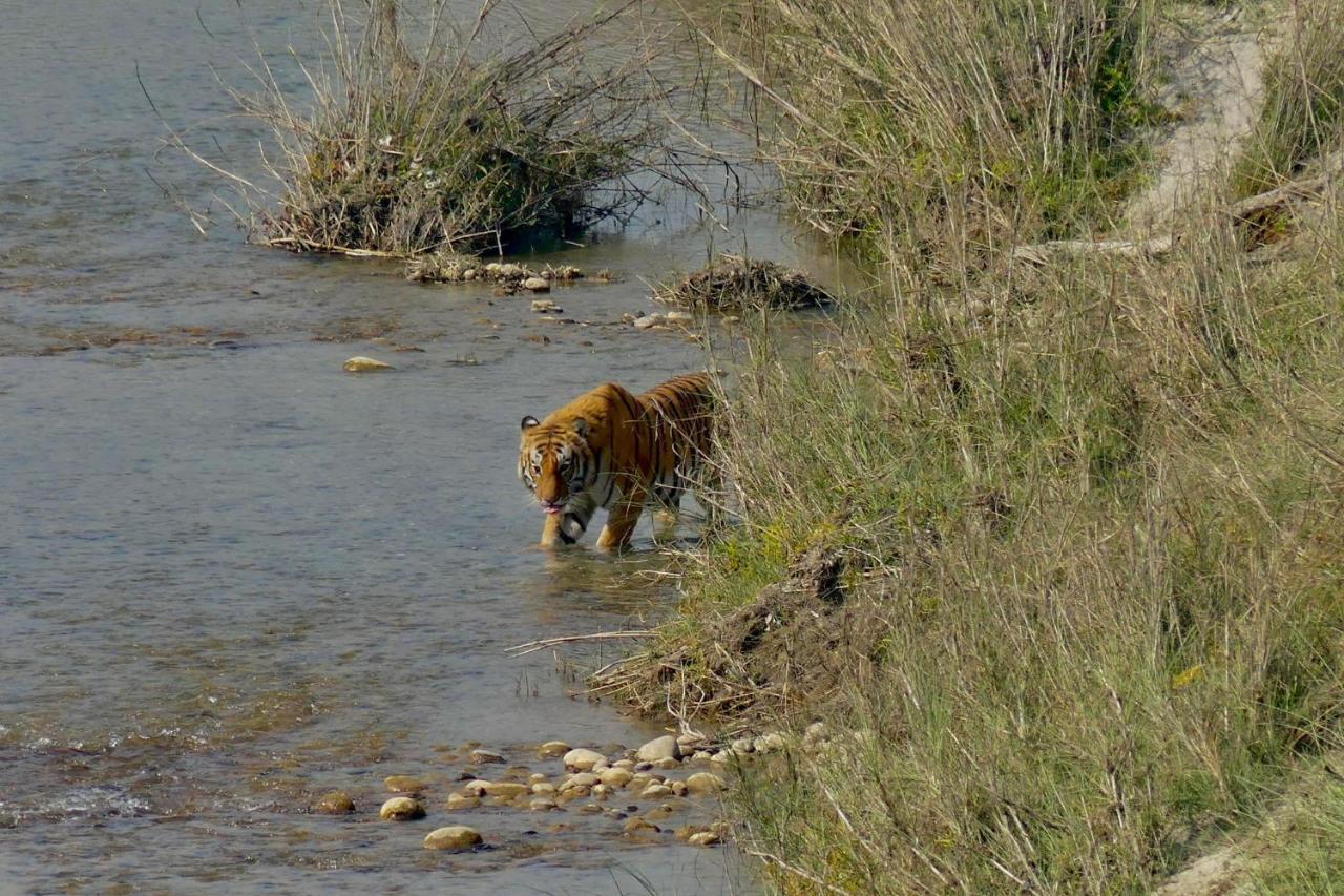 Bardia Eco Friendly Homestay Bardiya Экстерьер фото